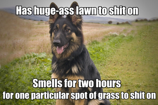 21 Examples Of Doggy Logic