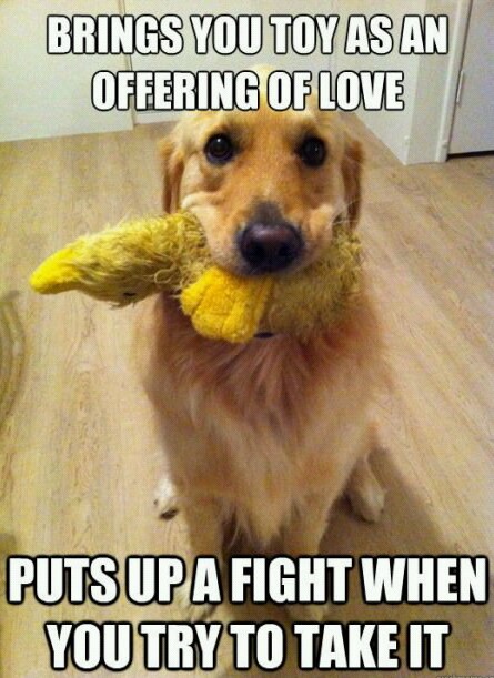 21 Examples Of Doggy Logic