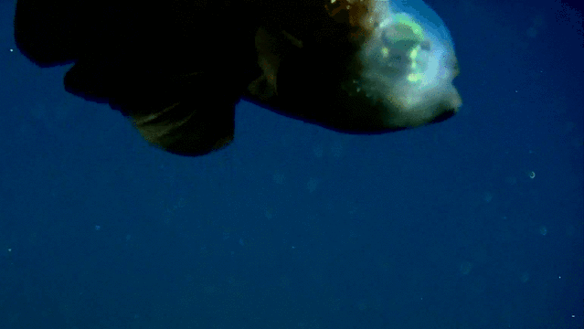 The Barreleye Fish - A unusual and bizarre fish sometimes called "spook fish", obviously related to it's transparent head.The head is transparent because the eyes are located inside the head in those green blobs. They point upwards so it can see prey or incoming threats.