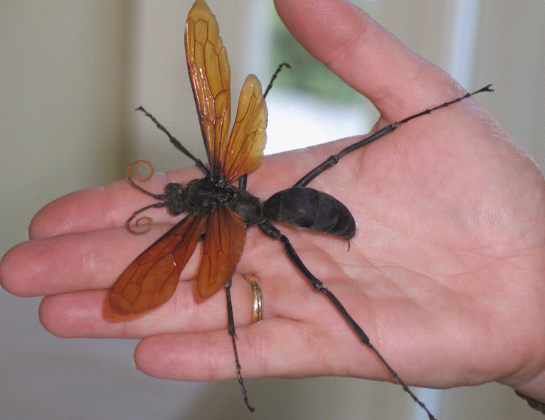 The Tarantula Hawk - A Tarantula Hawk is a spider wasp which hunts tarantulas as food for their babies. When the wasp has made her kill, she will drag the body to her hiding and plant an egg in it's abdomen, which will hatch into a new nightmare!