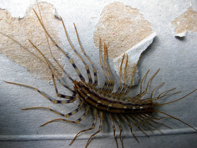 House Centipede - This MOFO can grow up to 15 pairs of legs, could live in your home, kills and eats insects or arachnids. Despite the looks, it only grows to around 7-10 cm.