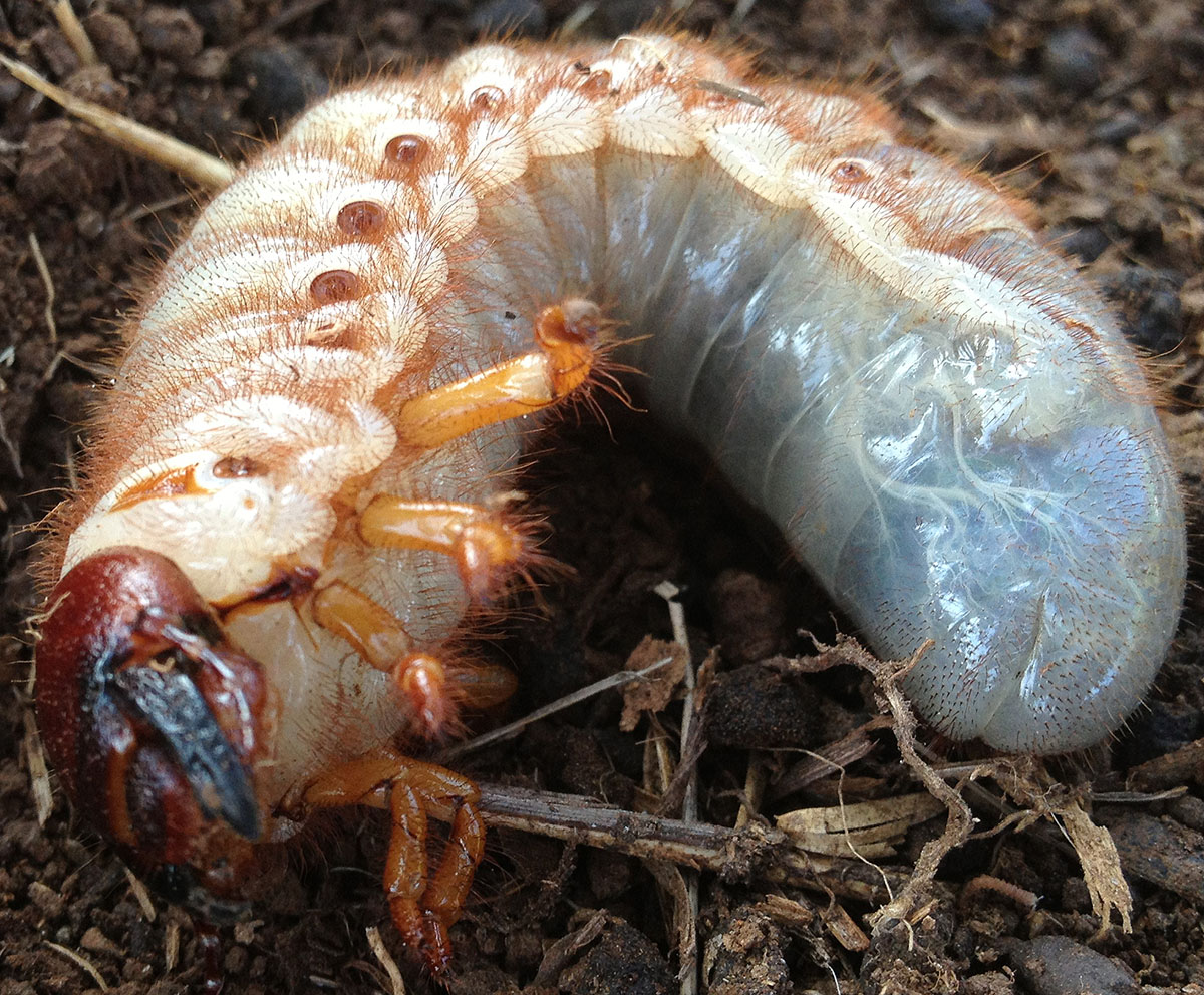 Hercules Beetle Larvae - Totally not dangerous, totally disgusting though... The Hercules larvae can grow up to 11-15 cm and weigh well over 100 grams. This is also the bugger Mr.Grylls swallowed.