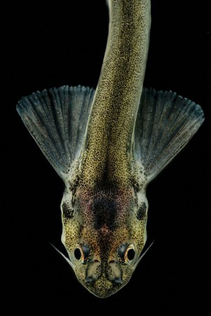 The Candiru - The "vampire fish"  or "toothpick fish" is a really small fish that inhabits the Amazonas. Now what this little "cutie" is known for is swimming up your urine in to the penis.   To make matters worse it has two spikes on the sides which makes pulling it out very painful.