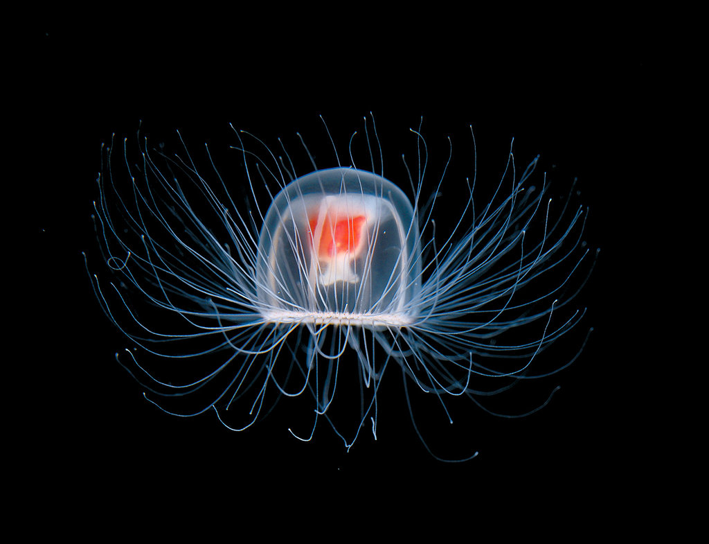 The Immortal Jellyfish -  This jelly is the only known species that is capable of reverting completely to a sexually immature, colonial stage after having reached maturity. So, when it dies, it curls up like most creatures would signaling the end, and then emerges anew from it's own carcass.