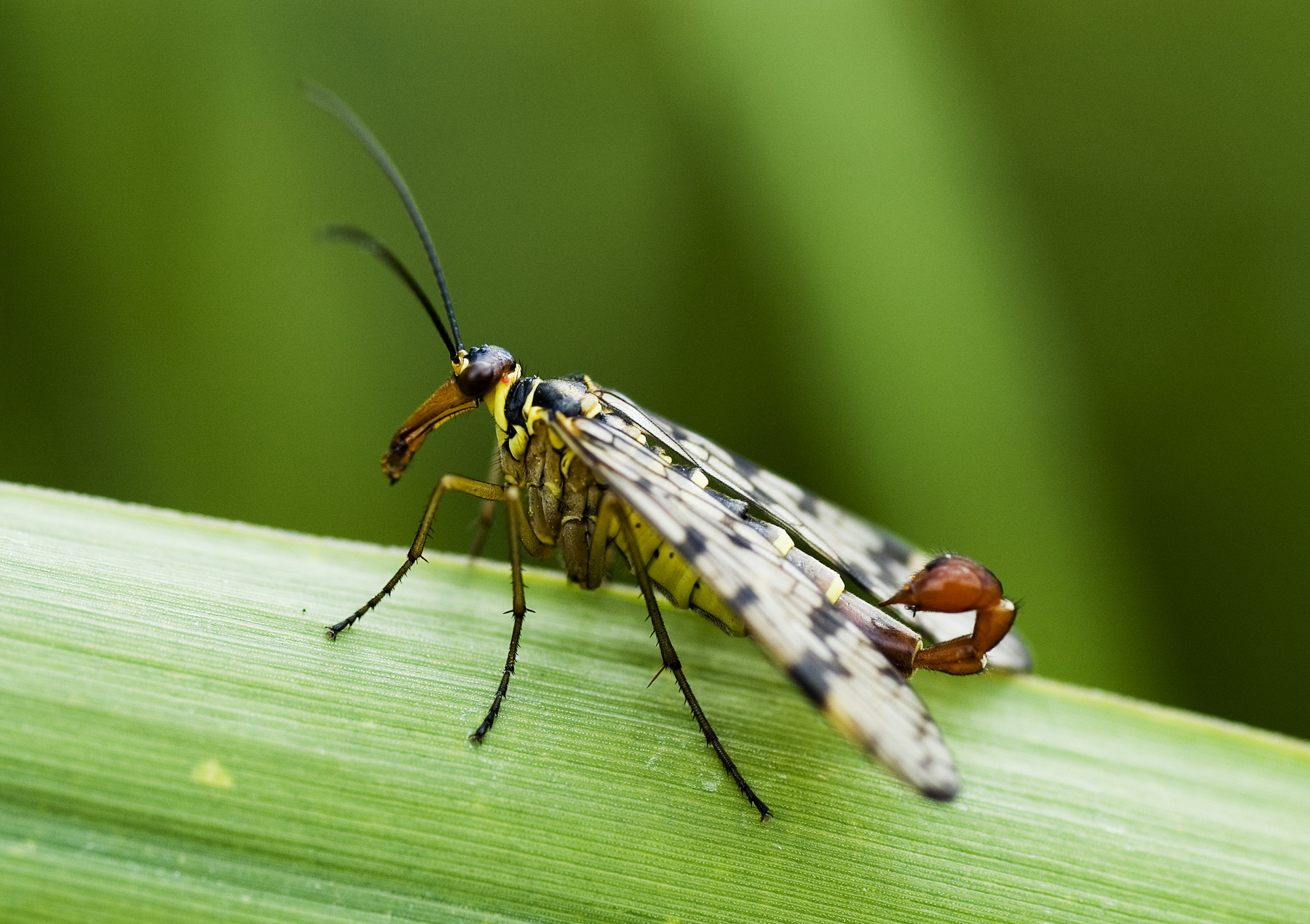 The Scorpionfly - this insect is completely harmless to humans and acts as a regular bee does, pollinating and buzzing.  The obvious "scorpion tail", is actually its genitals. They also steal insects from spider webs and present them to the females as a "box of chocolate".