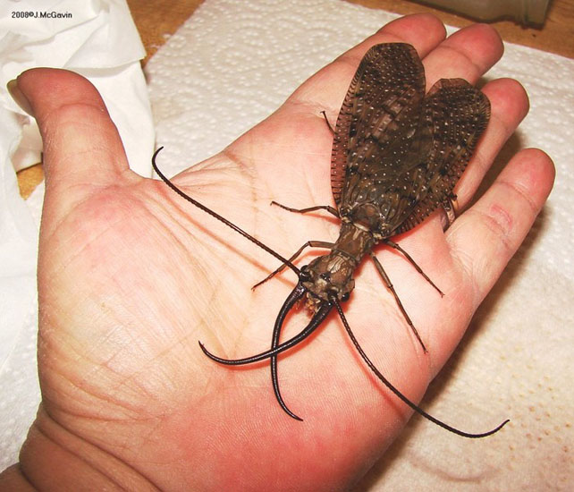 The Dobsonfly - Can grow up to 15cm, and are armed with 4cm saber-shaped mandibles that CAN be used to bite.