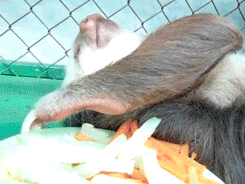 lazy act drunk sloth gif