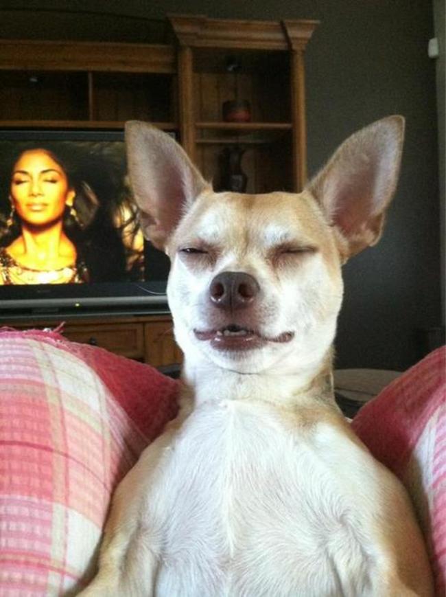 24 Perfectly Timed Dog Photos Will Make You Do A Double Take