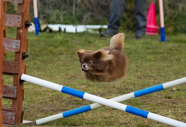 24 Perfectly Timed Dog Photos Will Make You Do A Double Take