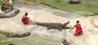 crocodile attack man