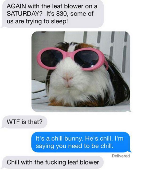 guinea pig with sunglasses - Again with the leaf blower on a Saturday? It's 830, some of us are trying to sleep! Wtf is that? It's a chill bunny. He's chill. I'm saying you need to be chill. Delivered Chill with the fucking leaf blower