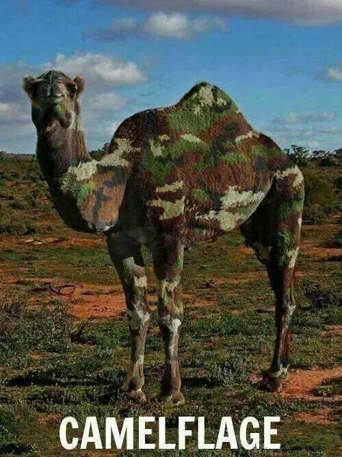 camouflage camel - Camelflage