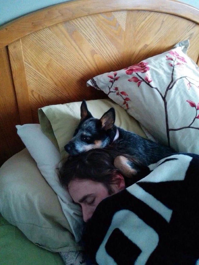 These Pets Who Have No Regard For Your Personal Space