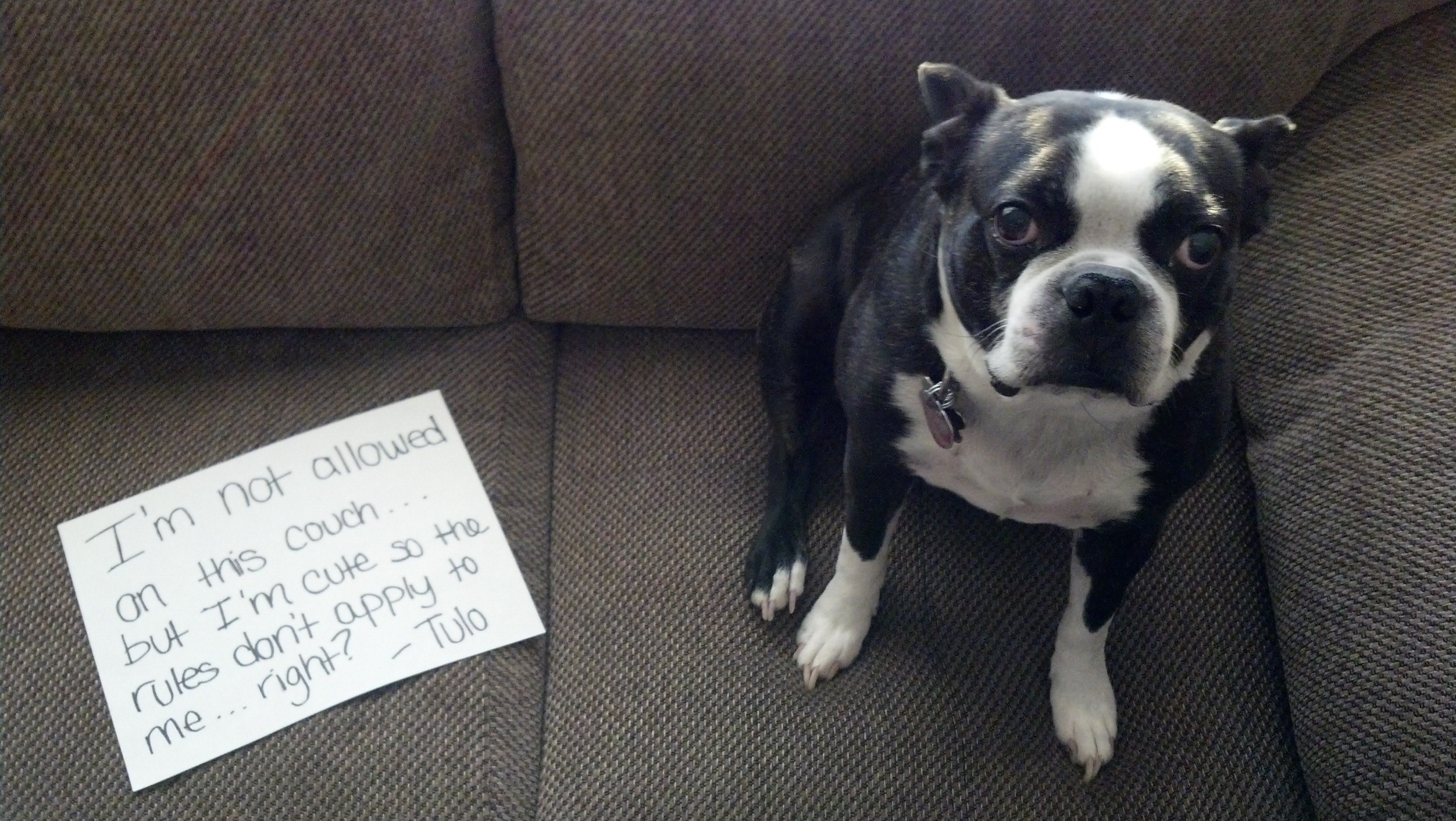 22 of Dog Shaming At It's Best