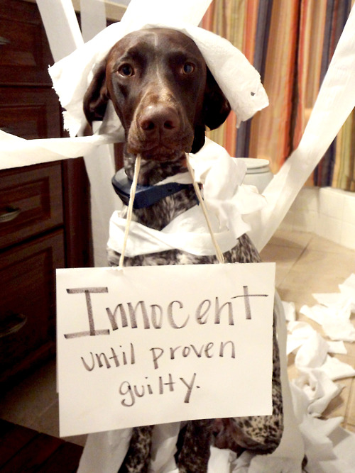 22 of Dog Shaming At It's Best