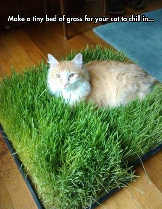 indoor cat grass - Make a tiny bed of grass for your cat to chill in...