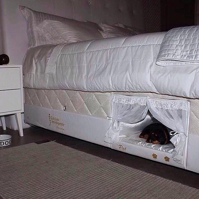 dog bed in box spring - Dog