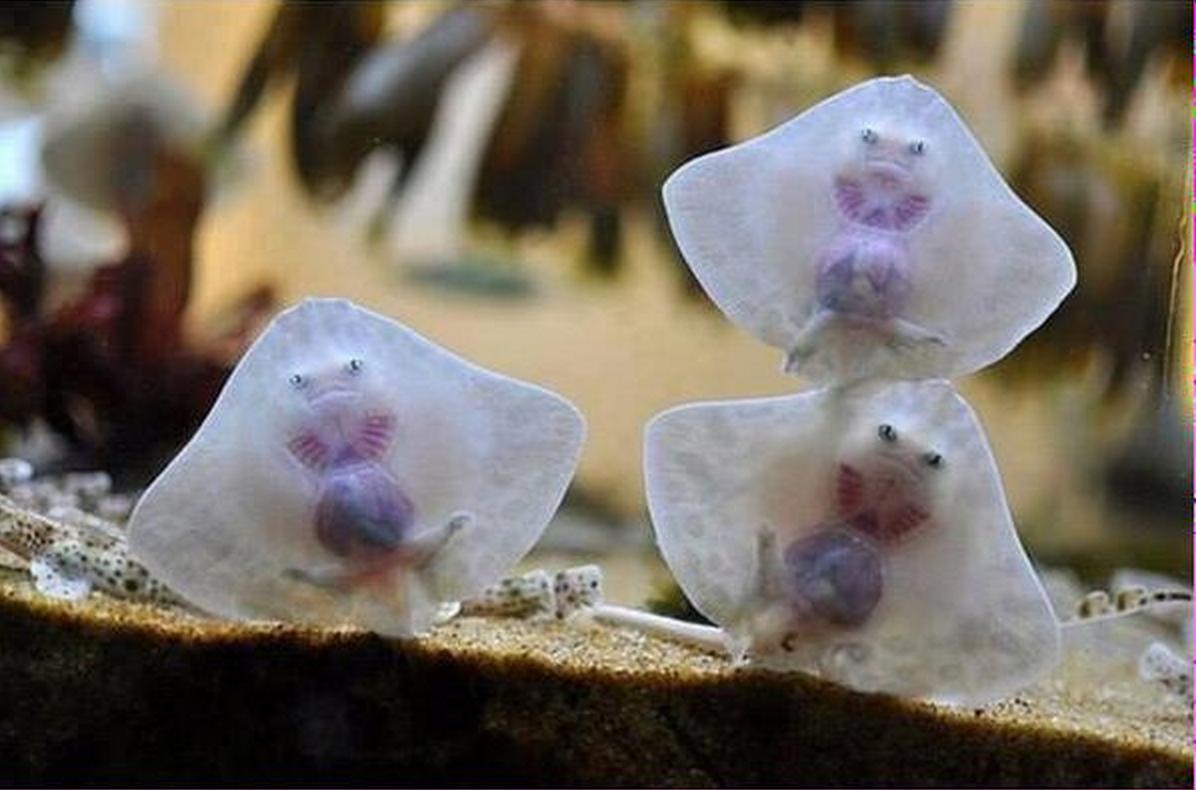 Baby stingrays look like raviolis stuffed with tiny damned souls.
