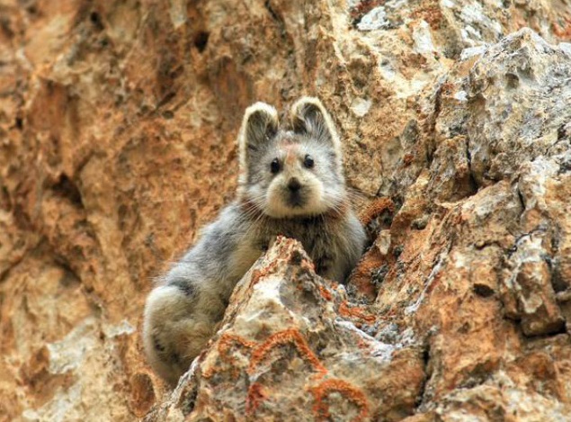 This is the first IIi Pika seen in 20 years, it was spotted in China's Tianshan Mountains last Summer.