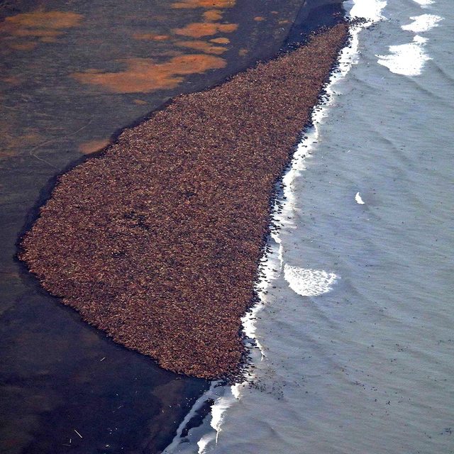35,000 walruses,Point Lay, Alaska: The image shows 35,000 walruses gathered on the shore, five miles north of Point Lay, Alaska. Environmental experts say the photograph is dramatic proof of changing environmental conditions that result from sea ice loss. The accelerating retreat of Alaskan sea ice north into the Arctic Ocean severely impacts the walruses who rely on it for everything from giving birth to diving to hunt for food.