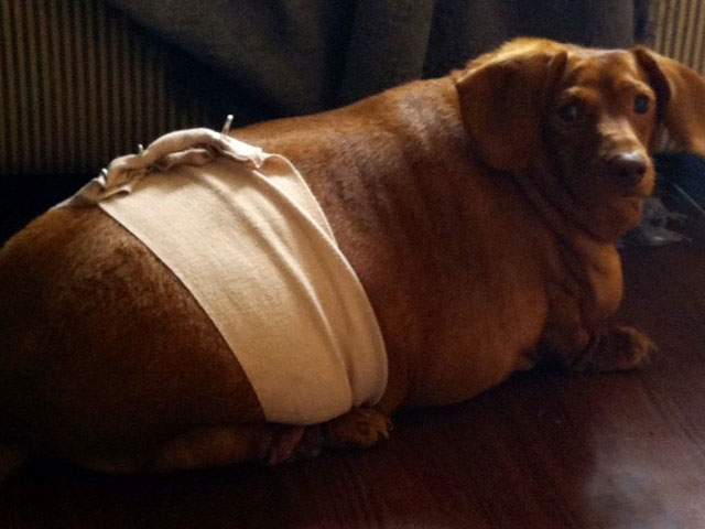 As he was loosing weight his new owner had to band his tummy to get the extra skin out of the way.