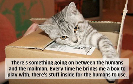 18 Hilarious Cat Thoughts