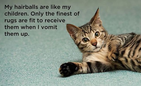 18 Hilarious Cat Thoughts