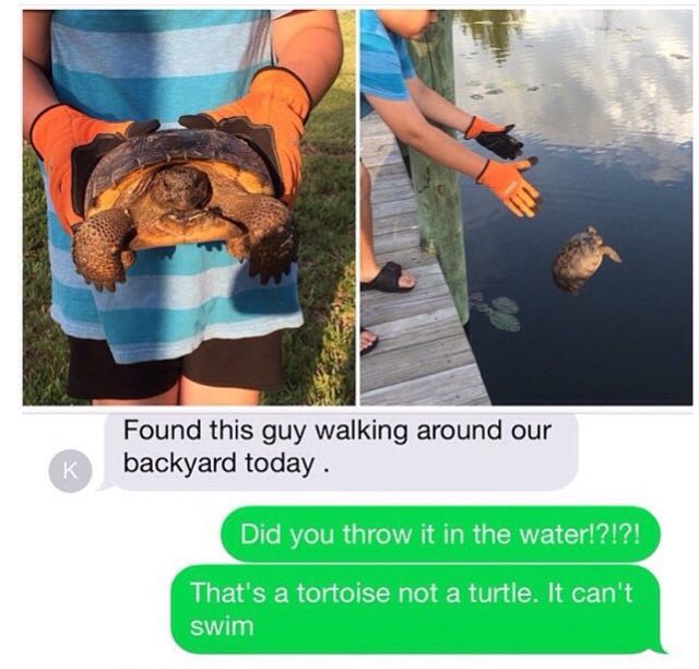 cringe tortoise can t swim - Found this guy walking around our backyard today. Did you throw it in the water!?!?! That's a tortoise not a turtle. It can't swim