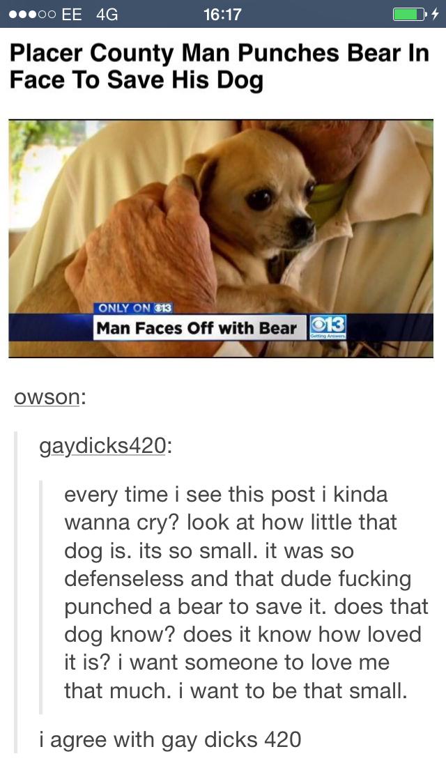 tumblr - man punches bear to save dog - ...00 Ee 4G Placer County Man Punches Bear In Face To Save His Dog Only On Man Faces Off with Bear 013 owson gaydicks 420 every time i see this post i kinda wanna cry? look at how little that dog is. its so small. i