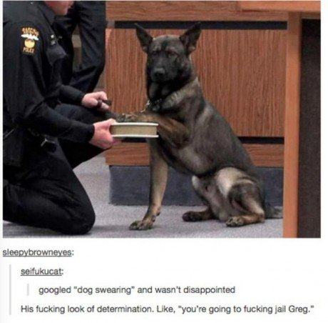 tumblr - dog swearing - sleepybrowneyes seifukucat googled "dog swearing" and wasn't disappointed His fucking look of determination. , "you're going to fucking jail Greg."