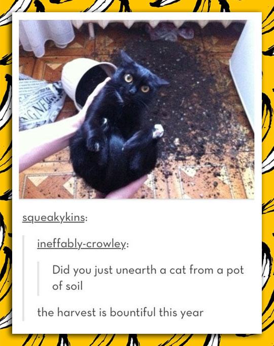 tumblr - did you just unearth a cat - squeakykins ineffablycrowley Did you just unearth a cat from a pot of soil the harvest is bountiful this year