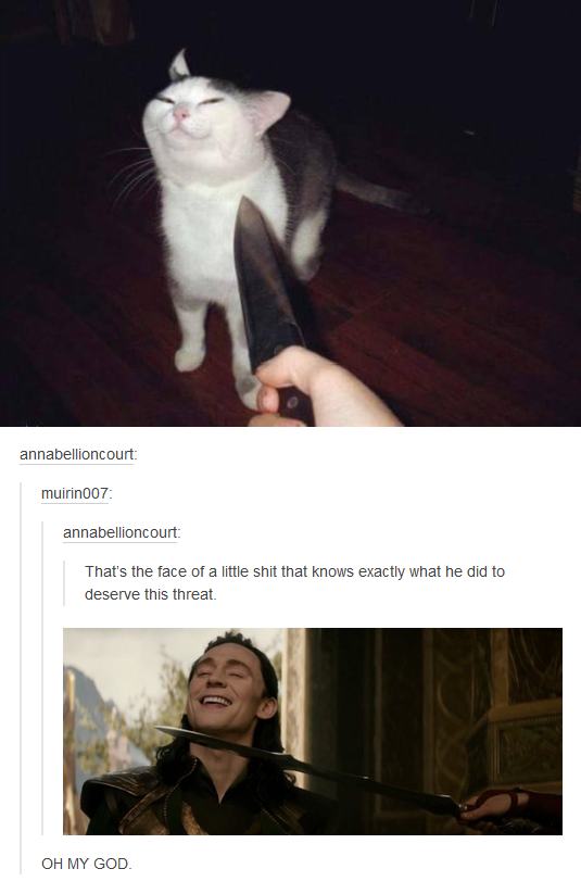 tumblr - knife cat loki - annabellioncourt muirin007 annabellioncourt That's the face of a little shit that knows exactly what he did to deserve this threat. Oh My God.