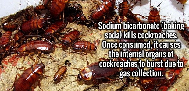 21 Interesting Facts To Entertain Your Brain