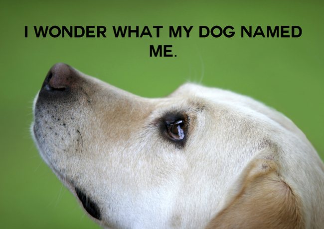 showerthoughts  - I Wonder What My Dog Named Me.