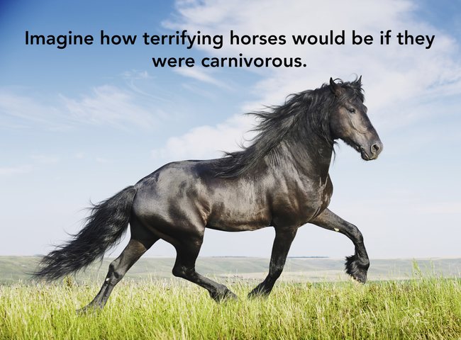 showerthoughts  - arabian horse - Imagine how terrifying horses would be if they were carnivorous.
