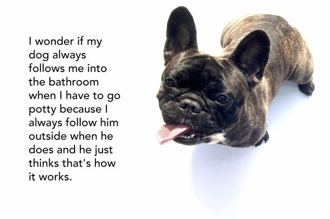 showerthoughts  - french bulldog - I wonder if my dog always s me into the bathroom when I have to go potty because always him outside when he does and he just thinks that's how it works.