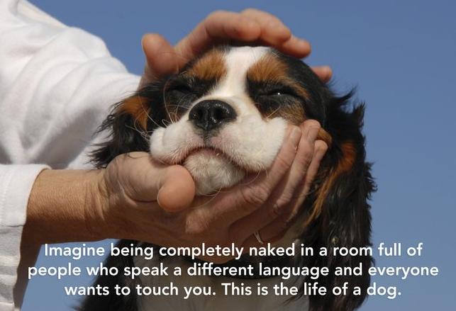 showerthoughts  - funny epiphanies - Imagine being completely naked in a room full of people who speak a different language and everyone wants to touch you. This is the life of a dog.