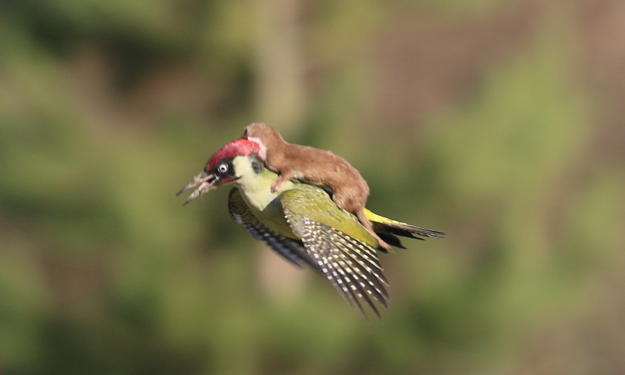 We have lift-off: Martin Le-May shot this image in Hornchurch Country Park in London. The weasel attacked the woodpecker and refused to give up even when the bird took flight.