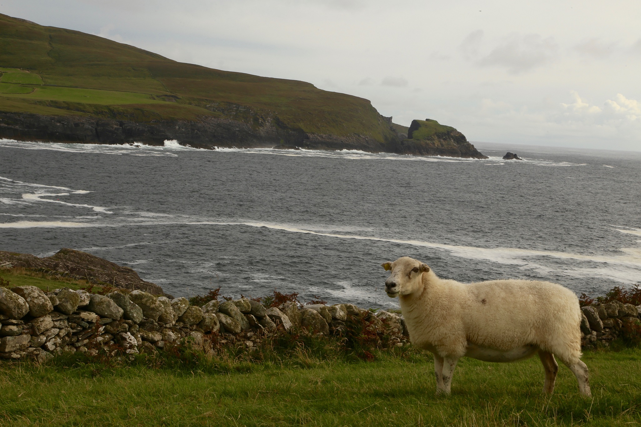 Often hearing about a place called "Three Castle Head",  one day, while taking some postcard-style photos of sheep, a man decided he had to find out if it was true.