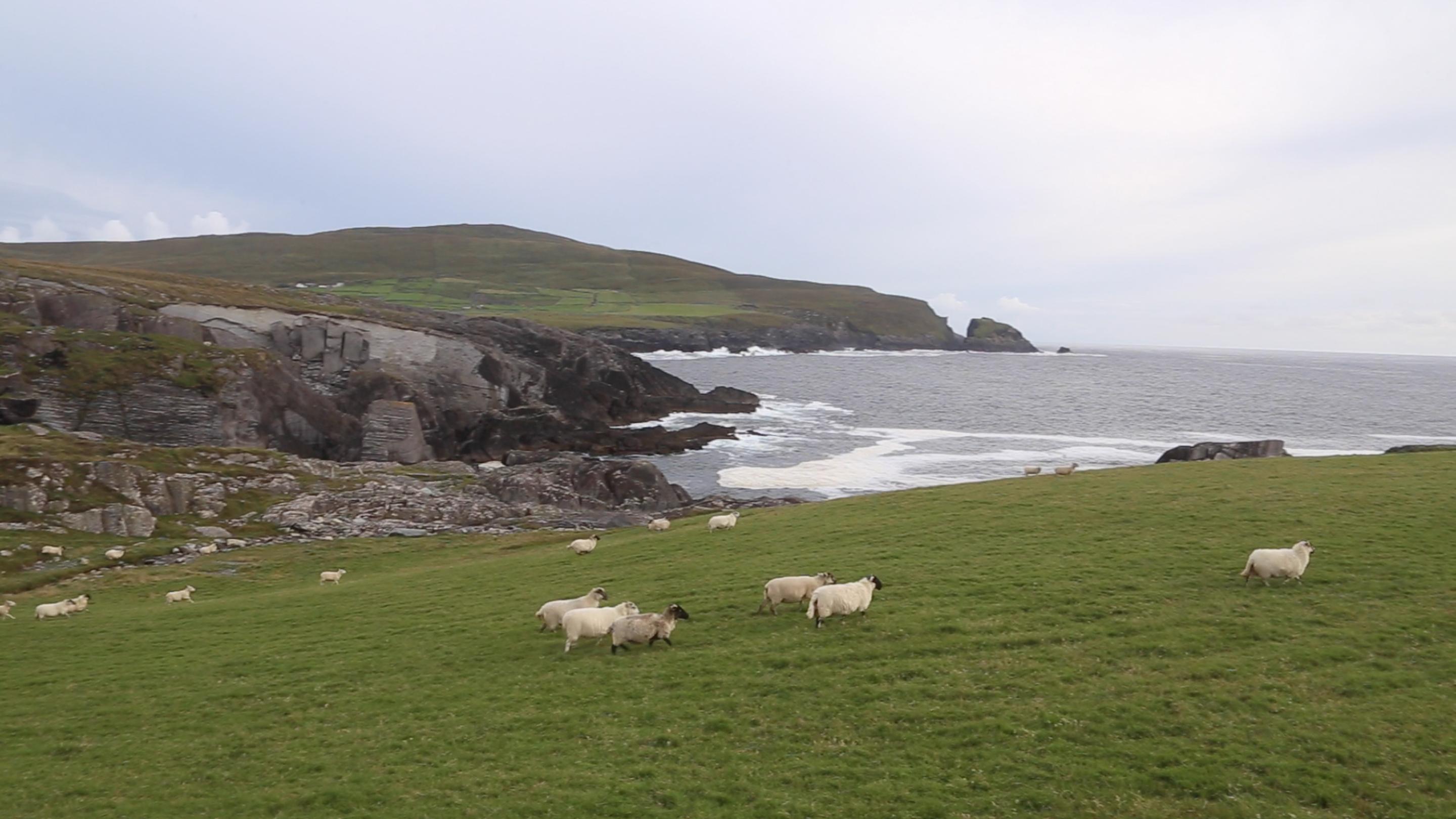 And that was it. It might be worth returning with a drone or some free running friends. Dunlough Castle, it's called. Here's a token shot of some sheep on the coast.