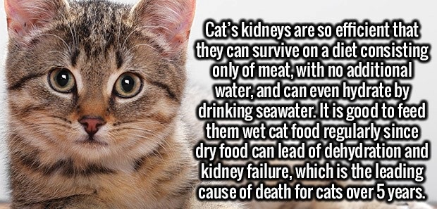 Cat - Cat's kidneys are so efficient that they can survive on a diet consisting only of meat, with no additional water, and can even hydrate by drinking seawater. It is good to feed them wet cat food regularly since dry food can lead of dehydration and ki