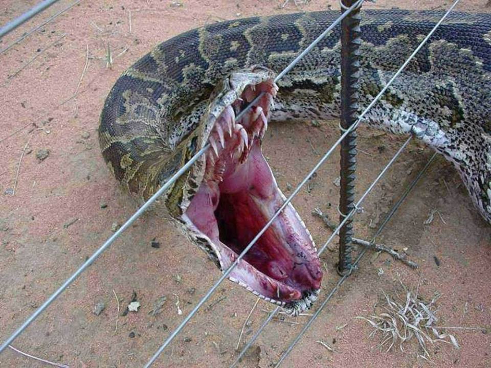 biggest snake in america
