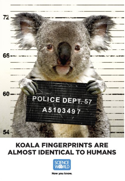 fingerprints of which animal are almost identical - 65 60 Police Dept. 57 A5103497 Koala Fingerprints Are Almost Identical To Humans Science World Now you know