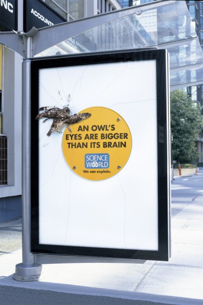 science world ads - 1 An Owl'S Eyes Are Bigger Than Its Brain Science World We can explain.