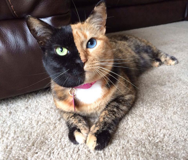 Venus , the two faced kitty (not to be confused with my two faced sister).