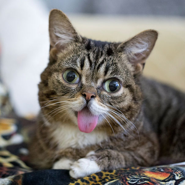 Lil Bub , the perma- kitten.