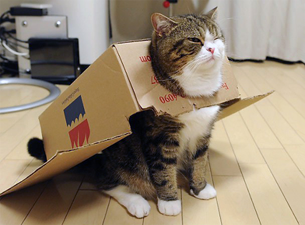 Maru, the master of boxes.