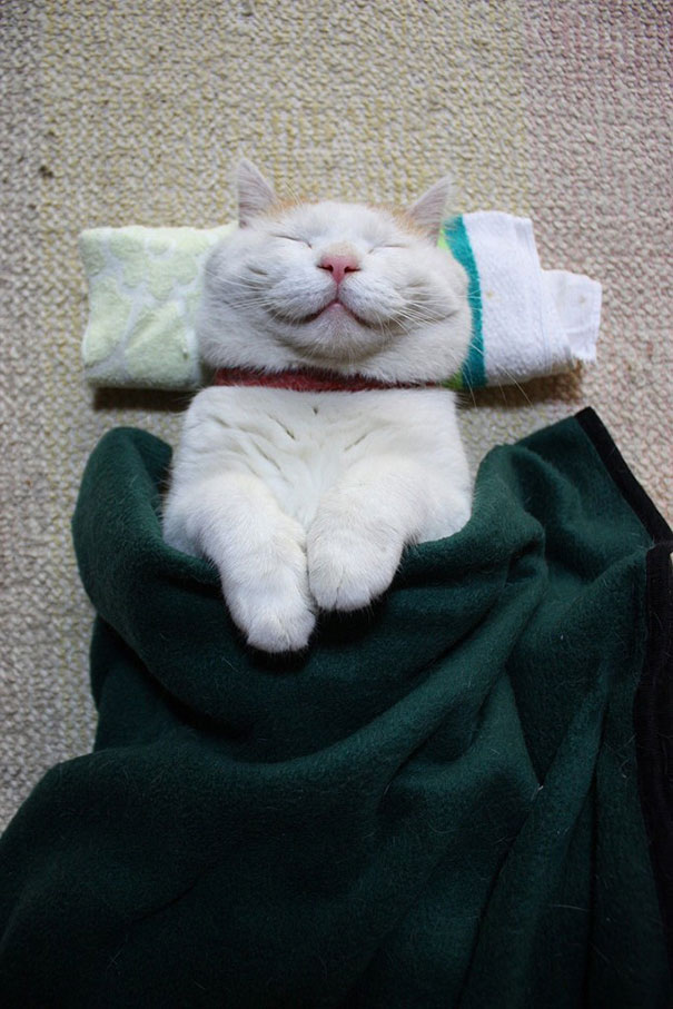 Shiraneko, The happiest and sleepwear cat.