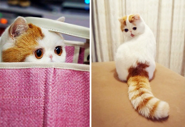 Most Famous Cats That Hit the Internet