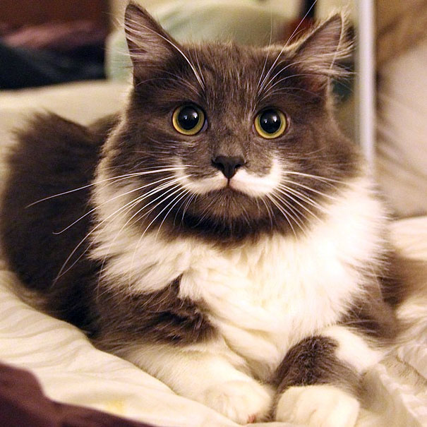 Hamilton ,the hipster kitty.